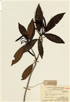 藏品(杜鵑花屬)的圖片